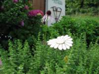 img_0356_small.jpg